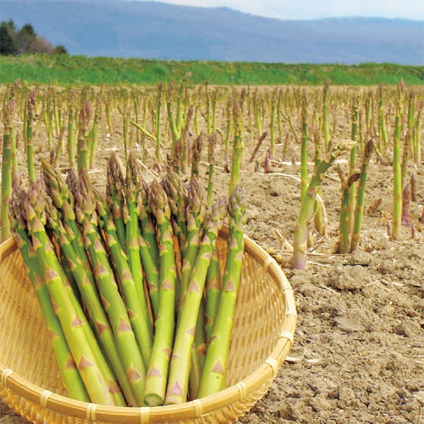 北海道産 JA道北なよろ グリーンアスパラ 1.8kg(Mサイズ)【CB】 商品画像1