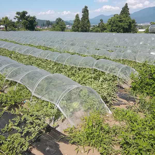 山形県産 門脇さんのすいか ブラックジャック【お届け期間：7月25日〜8月20日】【イオンゴールドカード会員さま限定特別セール5月】　商品画像1