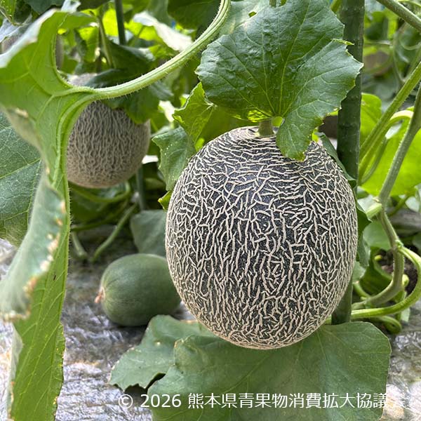 熊本県産 肥後グリーンメロン 2玉【限定50点】【お届け期間：5月25日〜6月21日】【イオンゴールドカード会員さま限定特別セール5月】　商品画像1
