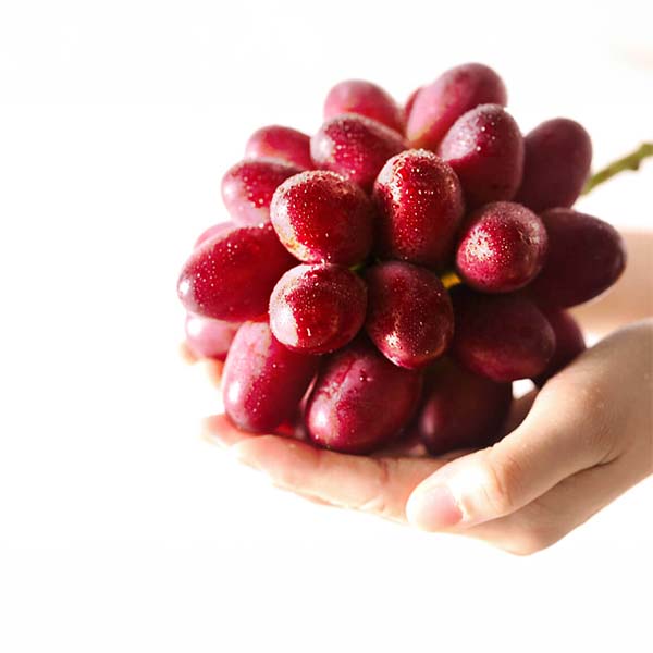 島根県産 ぶどう 「神紅」550g 1房【限定500点】【お届け期間：8月1日〜8月31日】【株主優待セール】　商品画像1