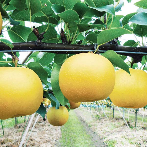 鳥取県産 新甘泉梨 赤秀 3kg【限定200点】【お届け期間:8月20日〜9月25日】【おいしいお取り寄せ】 商品画像1