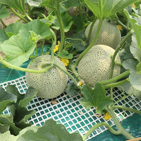 山形県産 庄内メロン 青肉 3L 2玉【限定100点】【お届け期間：7月1日〜7月31日】【イオンゴールドカード会員さま限定特別セール6月】　商品画像1