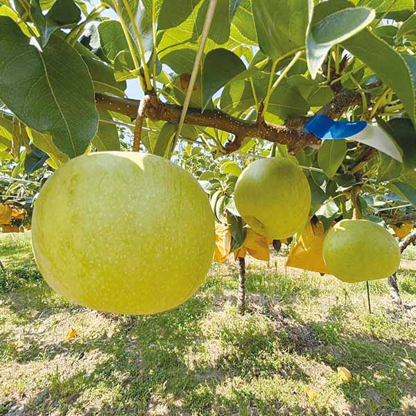 新潟県産 JA全農にいがた 新碧梨(秀品)(4.8kg(8〜12玉))【限定:30点】【お届け期間:9月10日〜9月30日】【KN】　商品画像1
