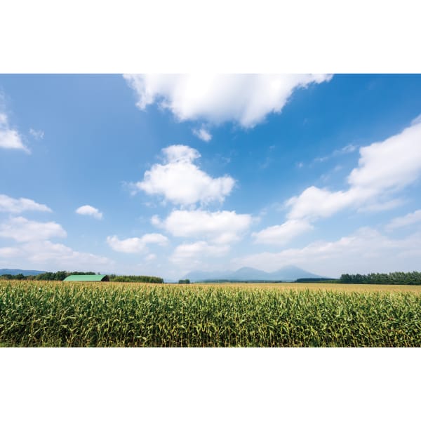 北海道産 イエロー＆ホワイトコーンセット 各4本【お届け期間:8/20(木)〜9/20(日)】【MK】　商品画像1