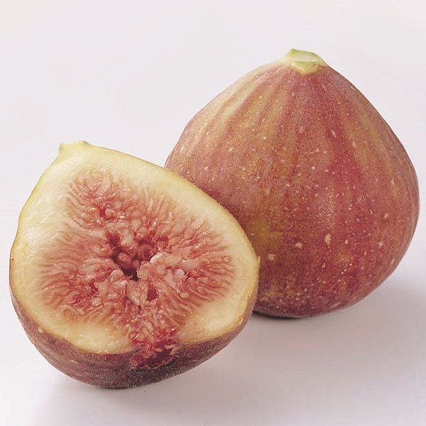 福岡県産 いちじく 博多とよみつひめ 270g×4パック【お届け期間：9月1日〜9月10日】【お買い得セール8月】　商品画像1