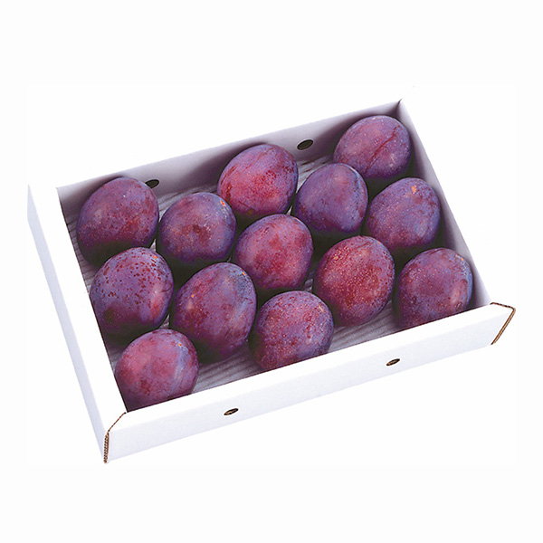 山形県産 プルーン プレジデント 1.5kg 【限定50点】【お届け期間：9月10日〜10月10日】【お買い得セール8月】　商品画像1