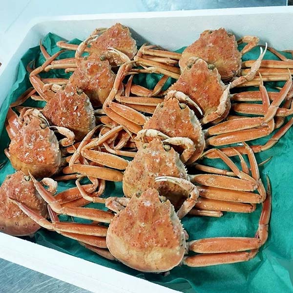 鳥取県 境港産 ボイルせこがに(ずわいがにメス)姿 折れ (小サイズ1kg(8〜12尾))【限定100点】【お届け期間：12月10日〜12月25日】【おいしいお取り寄せ】　商品画像1