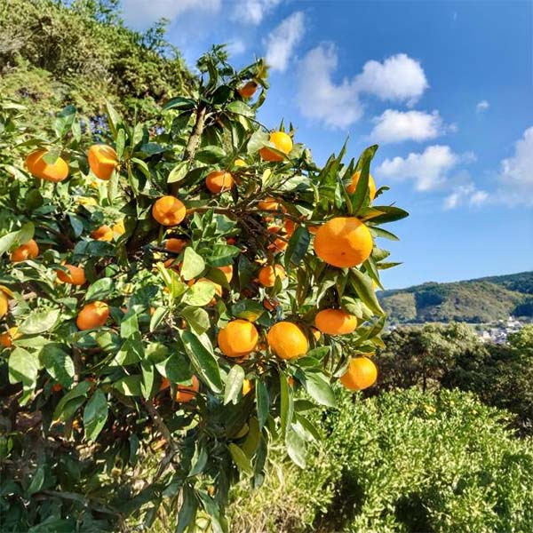 愛媛県産 えひめみかん(ご自宅用・小玉) 計2.8kg以上・ 3S〜Sサイズ【お届け期間:11月20日〜12月28日】【ブラックフライデー】【NN】　商品画像1