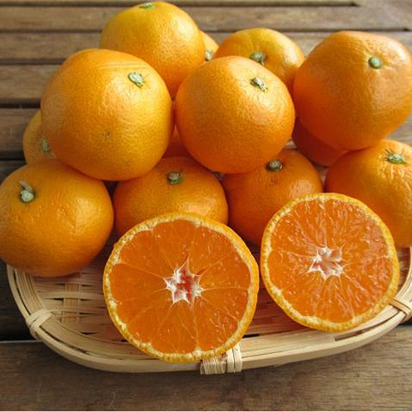愛媛県産 愛媛の旬食べ比べセット(みかん1kg＋あいか700g以上)【お届け期間12月5日〜12月28日】【ブラックフライデー】【NN】　商品画像1