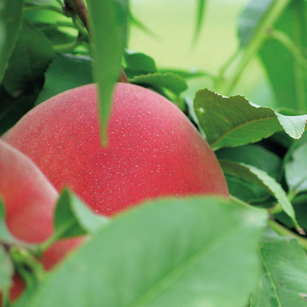 フーシェ 国産果実のジュレ・トリアングル【夏の贈りもの・お中元】[GTL-50]　商品画像10