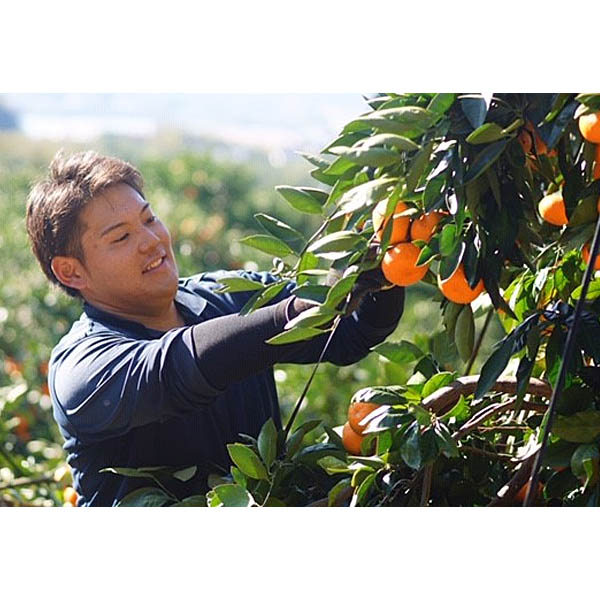 静岡県産(三ケ日) 熟果みかん(早生種) 3kg L〜Sサイズ【お届け期間：12月1日〜12月30日】 【イオンカード会員限定12月】　商品画像10