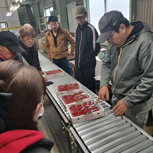 徳島県産(JA徳島市) さくらももいちご 産地化粧箱650g 1箱【限定50点】【お届け期間：2月15日〜3月10日】【おいしいお取り寄せ】　商品画像10