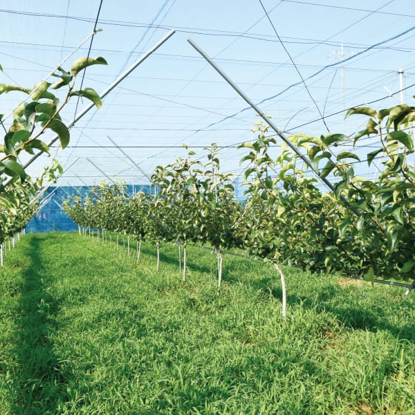 アルファイノベーション 彩玉梨スイーツセット2種詰め合わせ(フィナンシェ×3、プチガトー×3)【KN】　商品画像10