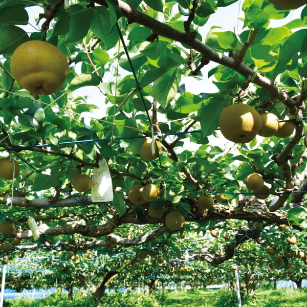 埼玉県 アルファイノベーション彩玉梨スイーツセット2種詰め合わせ(フィナンシェ×3、プチガトー×3)【お届け期間】2025/10/20‐2026/01/07【KN】　商品画像11