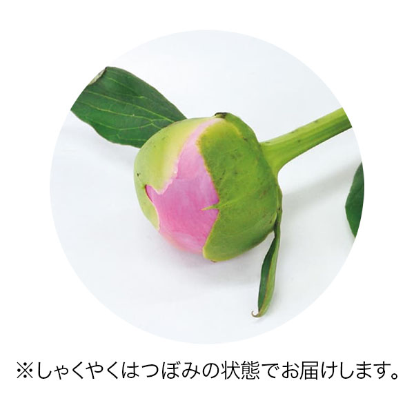 竹中庭園緑化 ユリとしゃくやくのブーケ【母の日】　商品画像2