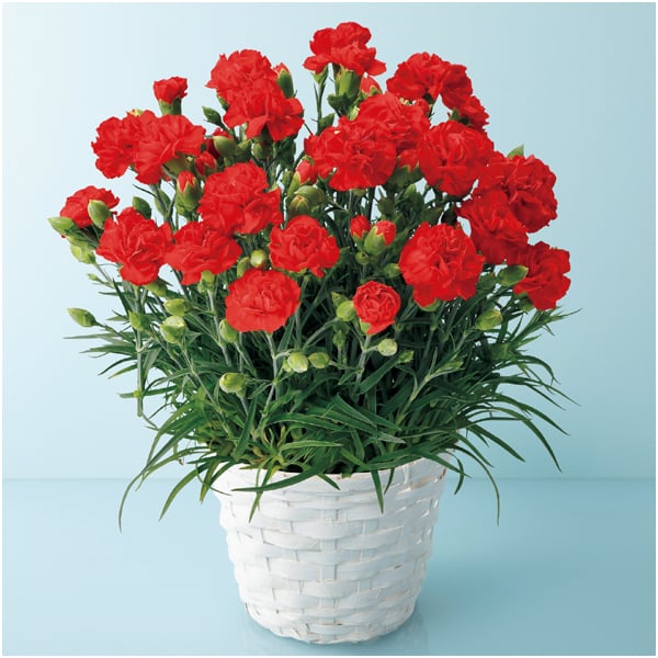 リンベル フルーツが選べるカタログギフトとカーネーションセット(たわわ)【母の日】 商品画像2