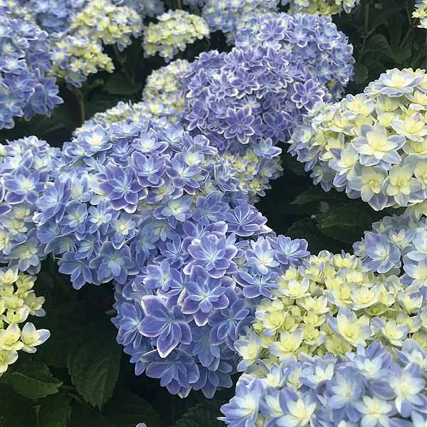 島根アジサイ研究会 あじさい「万華鏡」(SUSTEE付)【限定300点】【母の日】　商品画像2