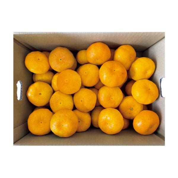 熊本県産 福嶌 豪さんのマル嶌みかん(お届け期間：12/1〜12/31)【冬の贈りもの・お歳暮】　商品画像2