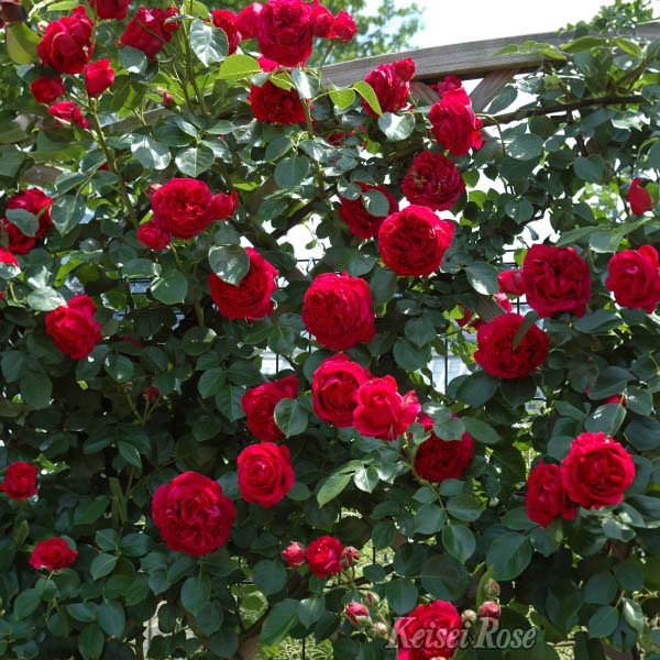 京成バラ園 バラ大苗『ルージュ ピエールドゥ ロンサール』 4.5号大苗【お取り寄せ】　商品画像2