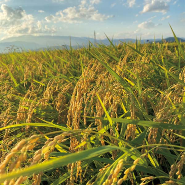山形県産米(はえぬき)【冬の贈りもの・お歳暮】[B28-8]　商品画像2
