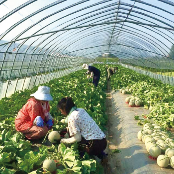 北海道富良野市産 ふらのメロンの玉手箱 秀品(お届け期間：6/24〜8/15)【夏の贈りもの・お中元】　商品画像2