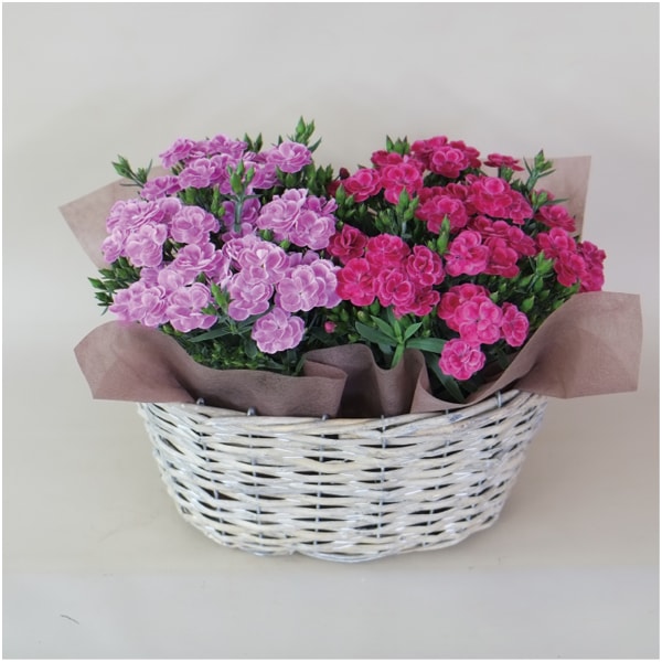 日比谷花壇 カーネーション「スイーツ」2鉢バスケット(SUSTEE付)【母の日】　商品画像2
