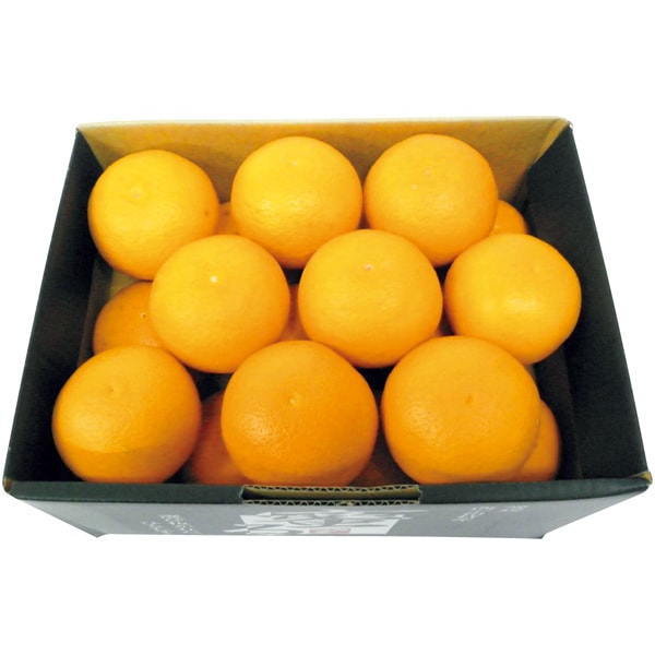 愛媛県産 蜜る清見オレンジ【母の日】　商品画像2