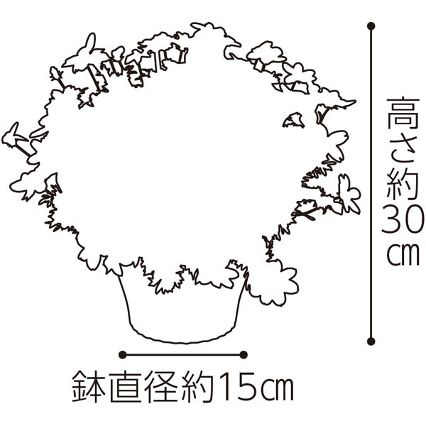 タカハシプランテーション ビデンス「レモンシロップ」（SUSTEE付） 【母の日】　商品画像2