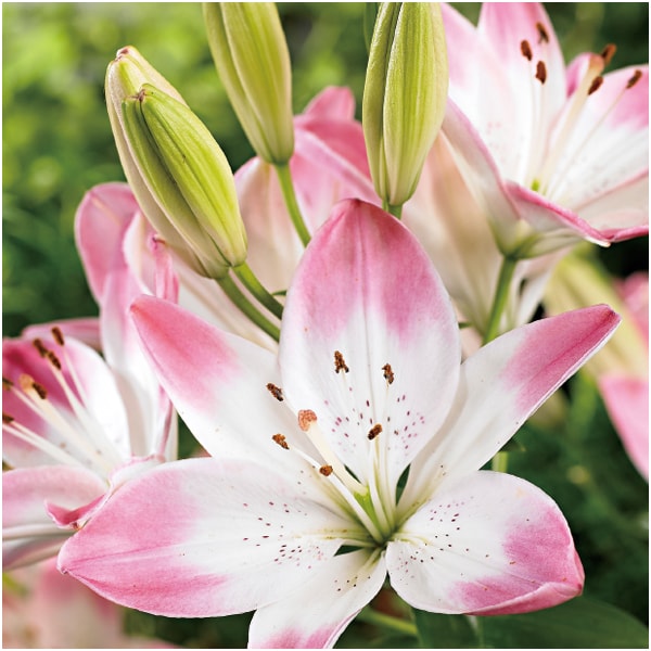 HANAMICHI ユリ「シュガーラブ」(SUSTEE付)【母の日】 商品画像2