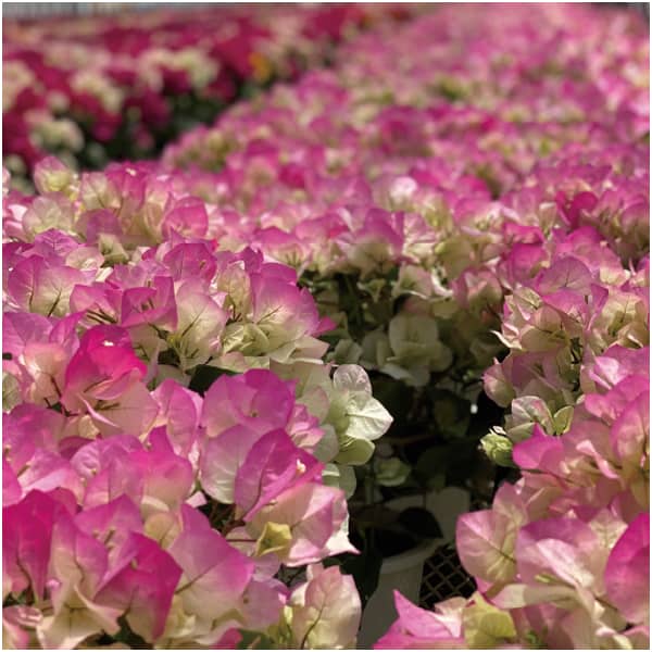 石井園芸 ブーゲンビリア「クリスタルピンク」(SUSTEE付)【母の日】　商品画像2