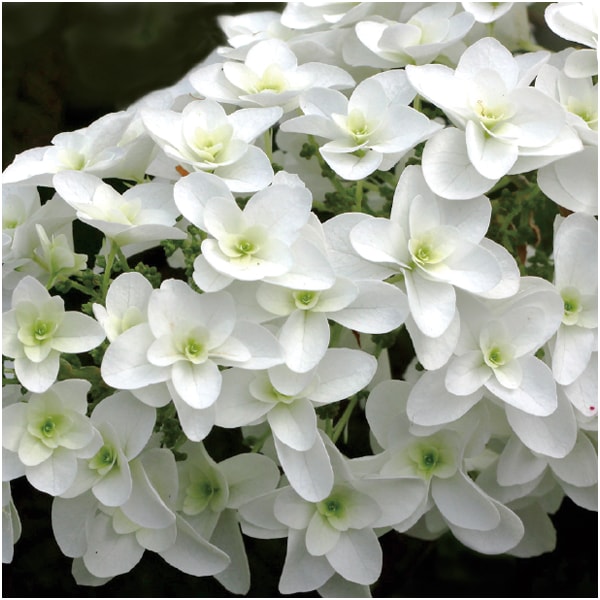 かしわばあじさい「スノーフレーク」(SUSTEE付)【母の日】　商品画像2