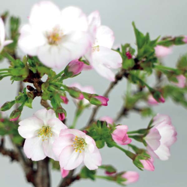 フローラル・プロダクツ テーブル盆栽「御殿場桜」(お届け期間：12/11〜12/31)【冬の贈りもの・お歳暮】　商品画像2