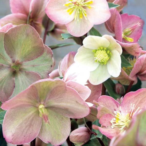 ジョルディカワムラ クリスマスローズ「シューティングスター」(SUSTEE付)(お届け期間：12/15〜12/31)【冬の贈りもの・お歳暮】　商品画像2