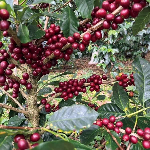 ミカフェート パナマコトワ農園 ドリップバッグ2種セット【夏の贈りもの・お中元】　商品画像2