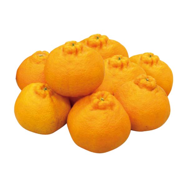 鹿児島県産(JA鹿児島いずみ) 大将季(お届け期間：12/5〜12/30)【冬の贈りもの・お歳暮】　商品画像2