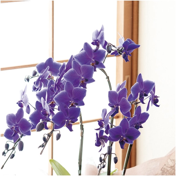 石原産業 胡蝶蘭「BLUE GENE(ブルージーン)」(SUSTEE付)3本立ち【父の日】　商品画像2