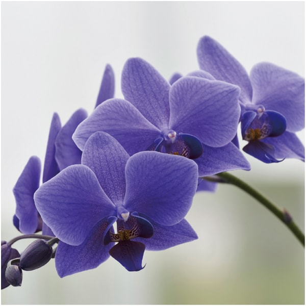 石原産業 胡蝶蘭「BLUE GENE(ブルージーン)」(SUSTEE付)1本立ち【父の日】 商品画像2