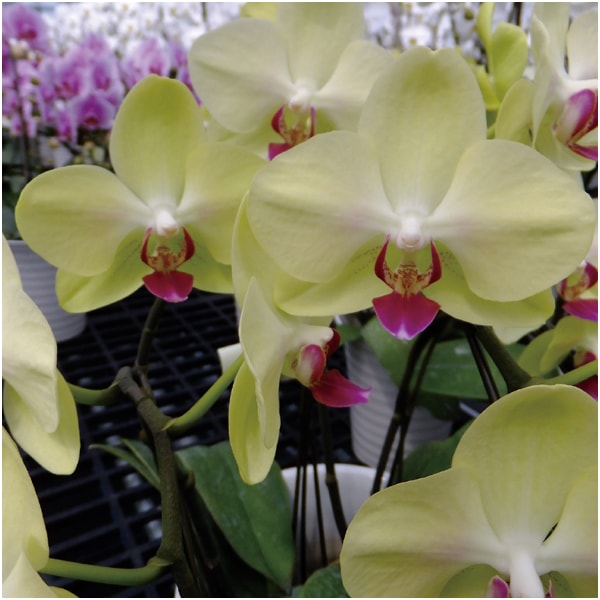 マルイ洋蘭開発センター 輪胡蝶蘭2本立ち「フォーチュンザルツマン」(SUSTEE付)【父の日】 商品画像2