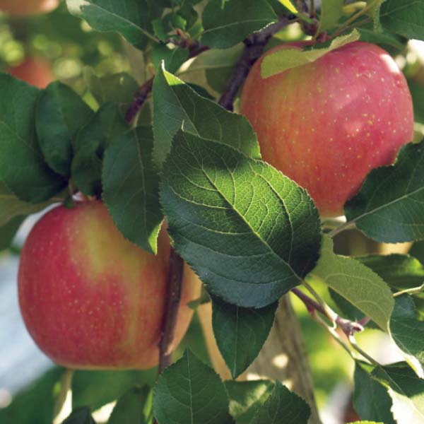 青森県産 葉とらずサンふじりんご(お届け期間：12/1〜12/31)【冬の贈りもの・お歳暮】　商品画像2