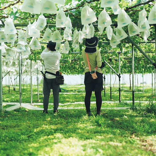 トップバリュ 減の恵み・長野県産 境さん達のハウスぶどう詰合せ(お届け期間：7/21〜8/15)【夏の贈りもの・お中元】　商品画像2