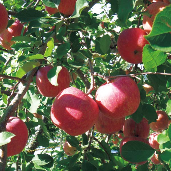 長野県産(山ノ内町夜間瀬) 志賀高原、夜間瀬のサンふじりんご(お届け期間：12/5〜12/31)【冬の贈りもの・お歳暮】　商品画像2