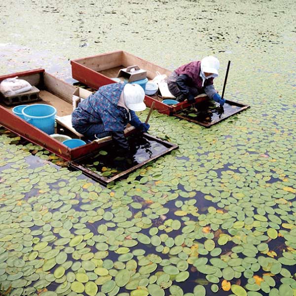 砂丘温泉ゆめろん 秋田県三種町 森岳じゅんさい鍋セット【夏の贈りもの・お中元】　商品画像2