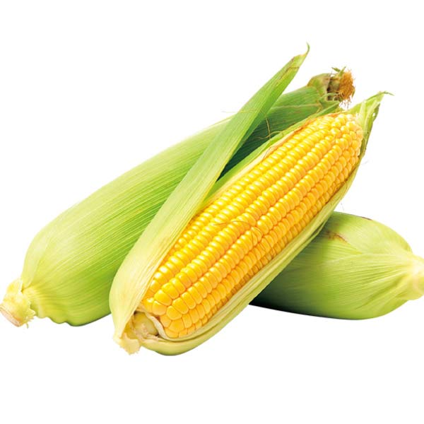 山梨県産 とうもろこし ゴールドラッシュ 2.5kg(お届け期間：6/11〜7/10)【夏の贈りもの・お中元】　商品画像2