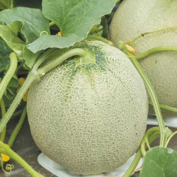 茨城県産(JA茨城旭村) オトメメロン(3Lサイズ4個)【お届け期間:4月27日〜5月17日】【KN】　商品画像2