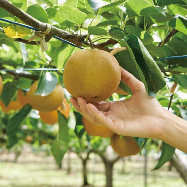 千葉県白井産 あきづき梨 3kg6・7・8・9玉【限定1000点】【お届け期間:8/28(金)〜9/26(土)】【MK】　商品画像2