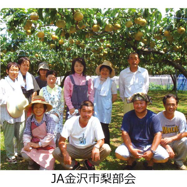 石川県金沢産 豊水梨 3Lサイズ 3kg以上(9玉)【CB】　商品画像2