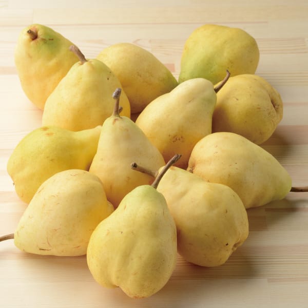 新潟県産 みつば会 ル レクチエ 1.9kg以上(5〜8玉)【お届け期間】2025/11/21‐2025/12/20【KN】　商品画像2