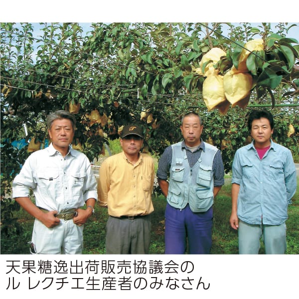 新潟県産 JAえちご中越天果糖逸出荷販売協議会 ル レクチエ 3.9kg以上(7〜14玉)【お届け期間】2025/11/21‐2025/12/20【KN】　商品画像2