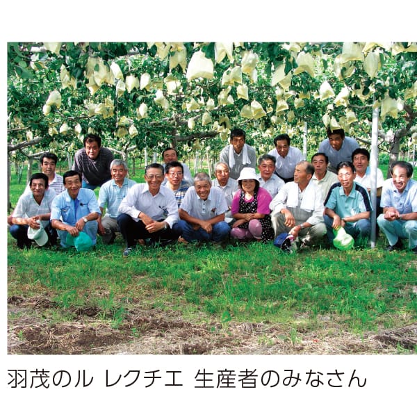 新潟県産 JA佐渡羽茂 ル レクチエ 3.9kg以上(7〜12玉)【お届け期間】2025/11/21‐2025/12/20【KN】　商品画像2