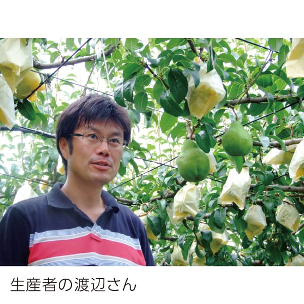 新潟県産 三条市地区渡辺果樹園ネイチャーファームのル レクチエ 2kg(5〜7玉)【お届け期間】2025/11/21‐2025/12/20【KN】　商品画像2